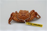 藏品(美麗斜紋蟹)的圖片